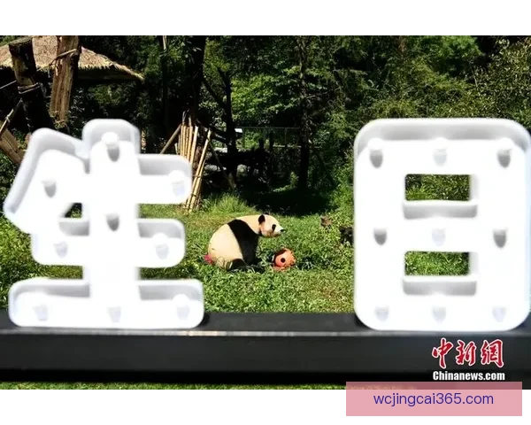 2026年美加墨世界杯全面展望与赛事影响解析